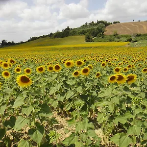 Tenuta Di Colle Alberti Agriturismo Alloggio per agriturismo Cerreto Guidi